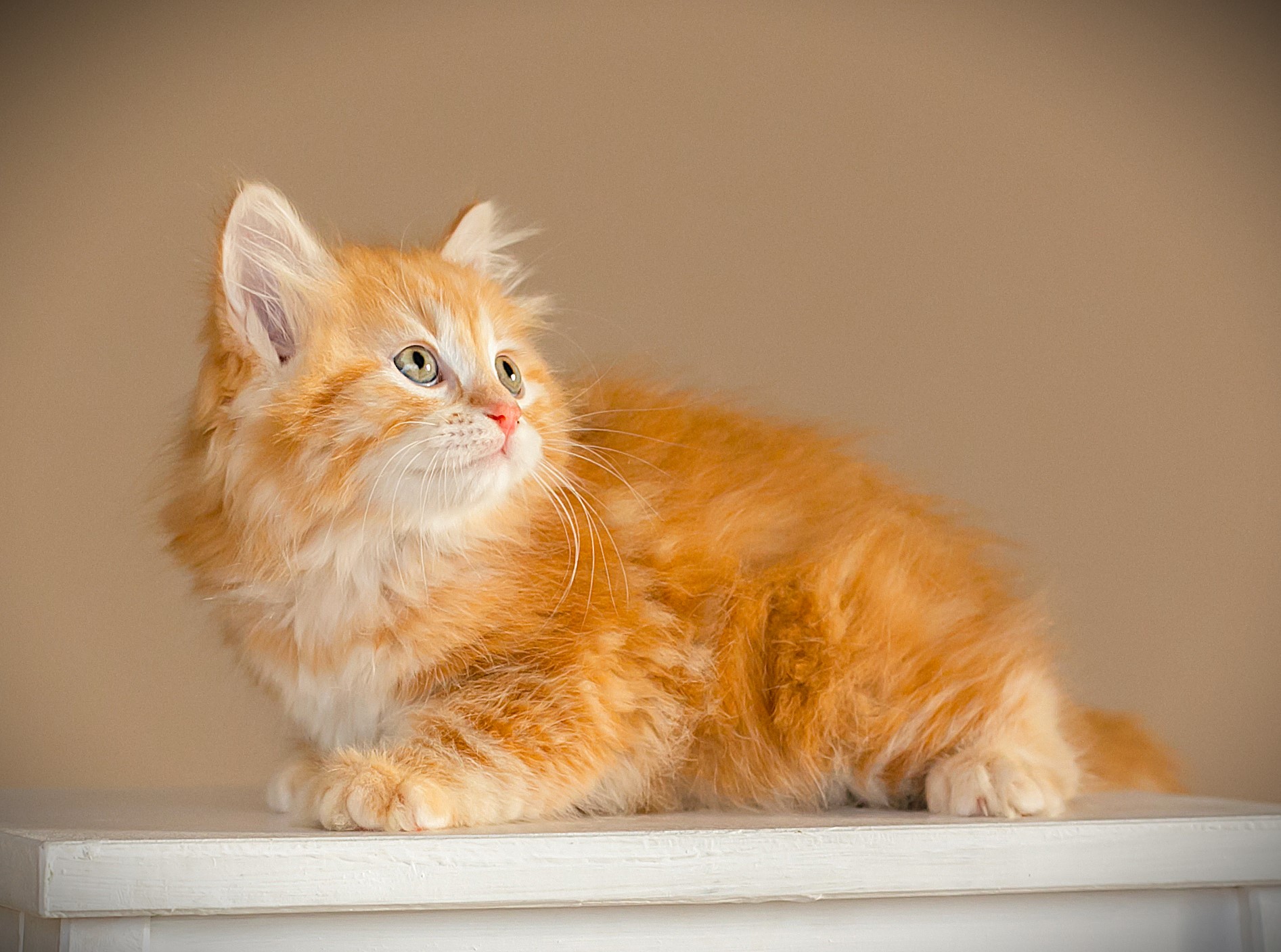 orange siberian kittens